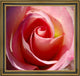 Our Original Collection Gorgeous Pink Rose Framed Premium Canvas Print, 20"x20"