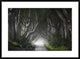 "Dark Hedges" Framed Digital Print by Nicola Molteni, 38"x28"