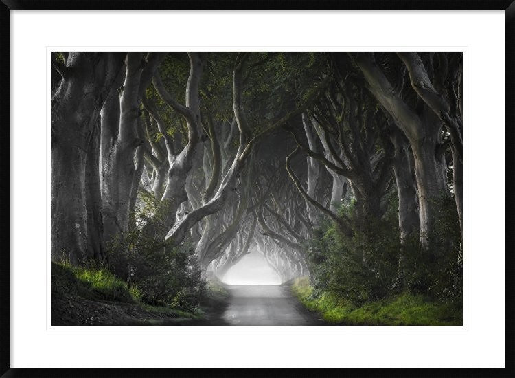 "Dark Hedges" Framed Digital Print by Nicola Molteni, 38"x28"
