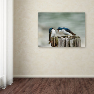Jai Johnson 'Angry Swallows' Canvas Art, 47 x 35