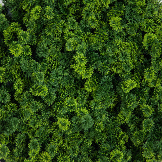 Alternate white background close-up: close-up texture of moss on white backdrop.