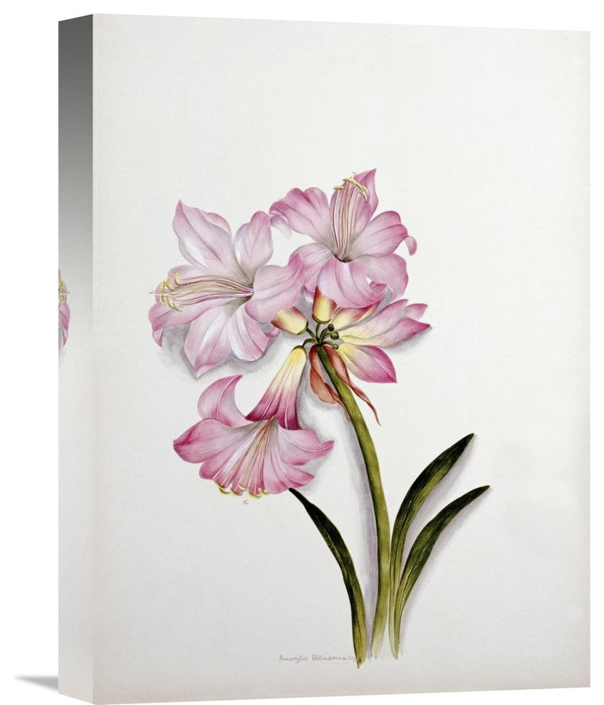 "Amaryllis Belladonna" Stretched Canvas Giclee by Ethel May Dixie, 12"x16"