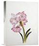 "Amaryllis Belladonna" Stretched Canvas Giclee by Ethel May Dixie, 12"x16"