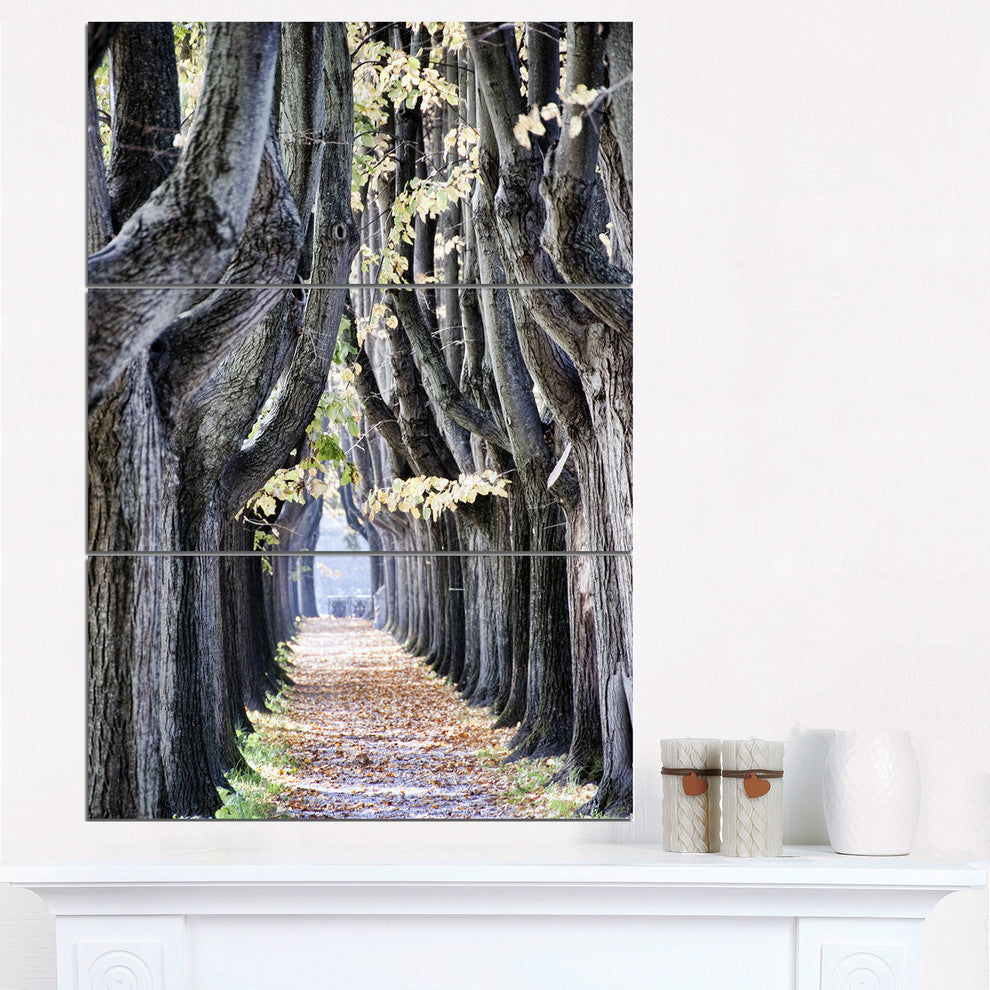 "Tree Outside Lucca Italy" Photo Metal Wall Art, 3 Panels, 28"x36"