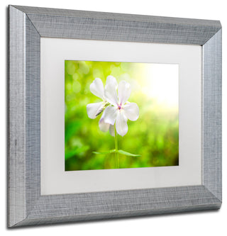 PIPA Fine Art 'Beauty of the Forest Floor' Matted Framed Art, 14x11