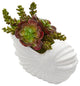 Nearly Natural Succulent Garden Artificial Plant in Shell Planter