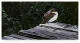Ron Parker 'Tree Swallow' Canvas Art, 19"x10"