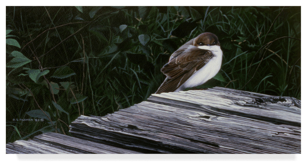 Ron Parker 'Tree Swallow' Canvas Art, 19"x10"