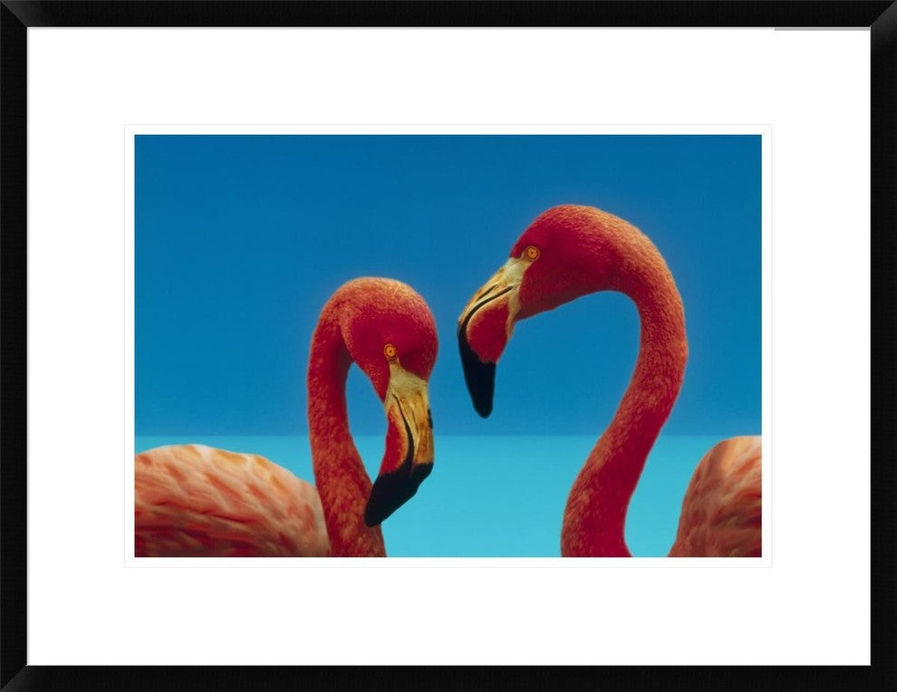 "Greater Flamingo courting pair, Caribbean species"  by Tim Fitzharris, 26x20"
