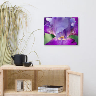 Glowing Iris Floral Nature Photography Canvas Wall Art Print, 16" X 20"