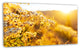 Bright Yellow Rural Garden Flowers, Floral Canvas Art Print, 32"x16"