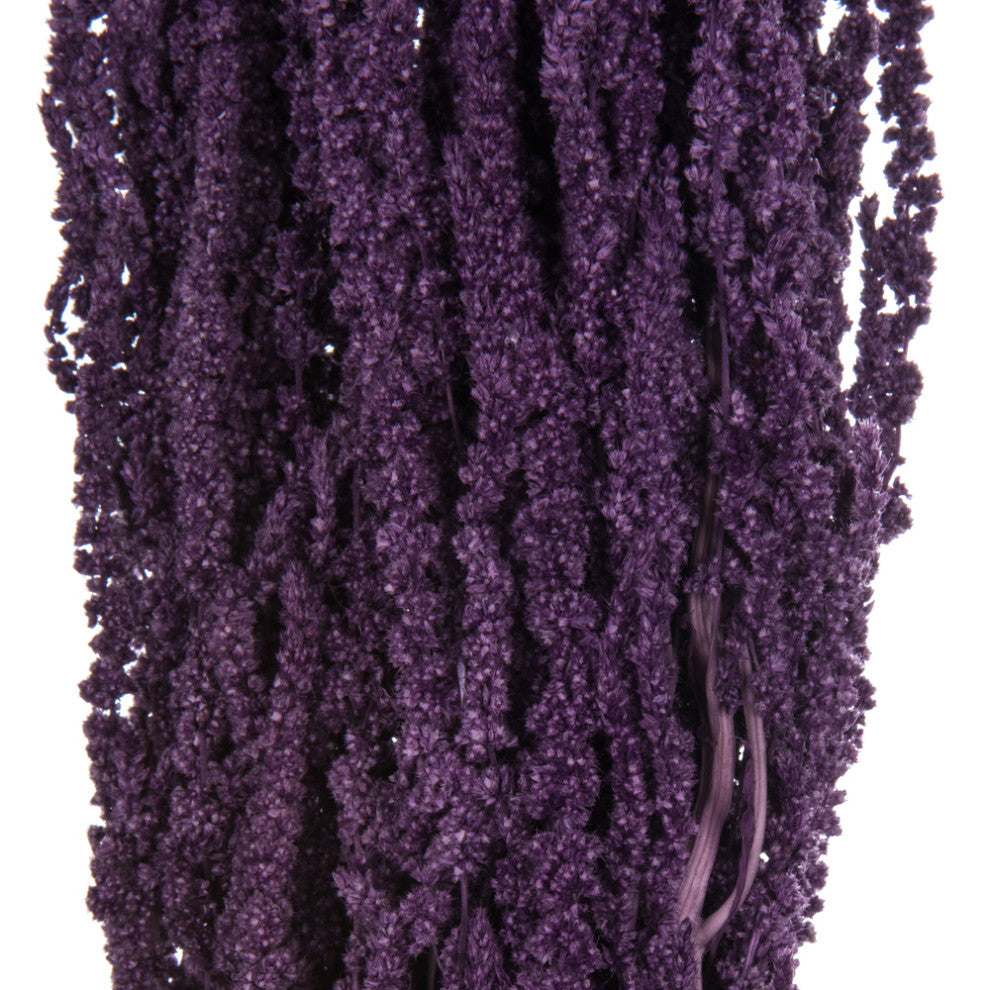 all Natural Amaranthus Bundle, Preserved , Violet, 7-8oz