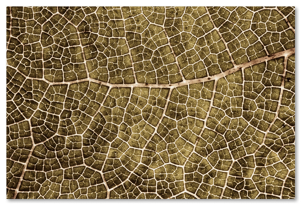 Cora Niele ''Sepia Leaf Texture'' Canvas Art