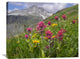 "Paintbrush Flowers, Yankee Boy Basin, Colorado" Artwork, 35" x 28"
