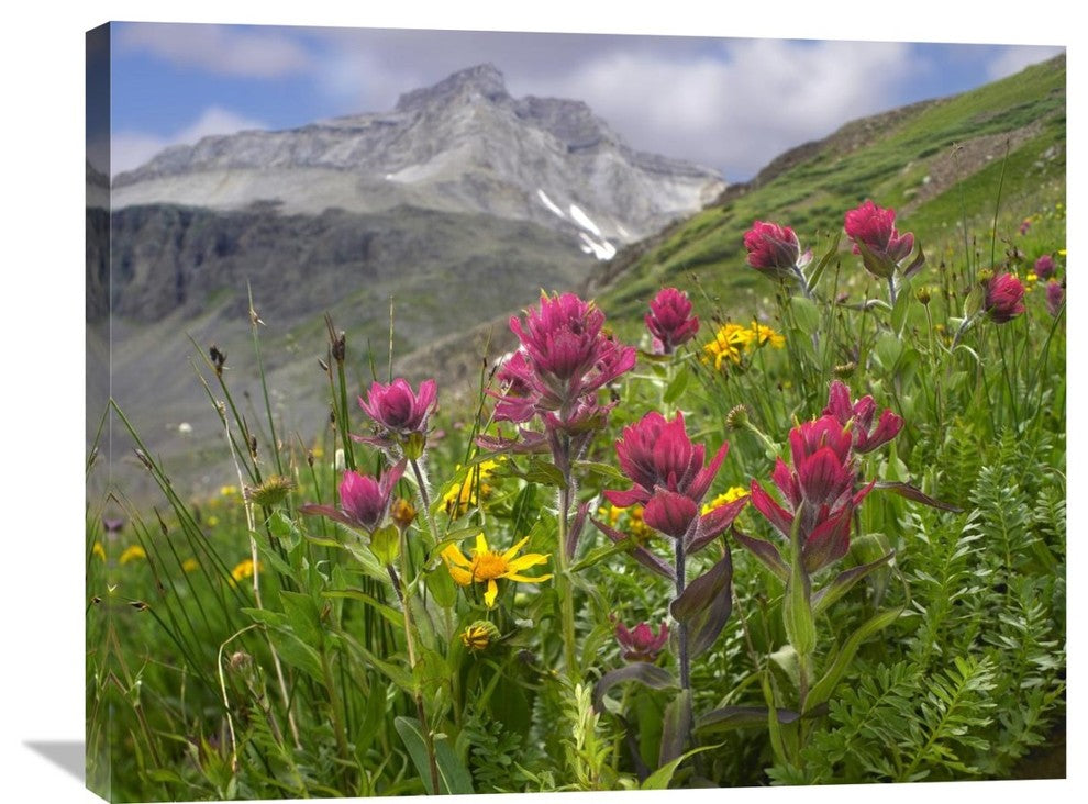 "Paintbrush Flowers, Yankee Boy Basin, Colorado" Artwork, 35" x 28"