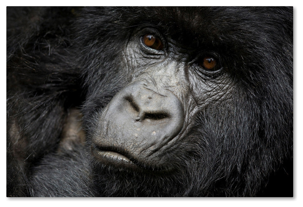 "Gorillas" by Robert Harding Picture Library, Canvas Art, 12"x19"