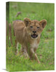 "African Lion Cub Calling, Threatened, Native To Africa" Artwork, 12" x 18"