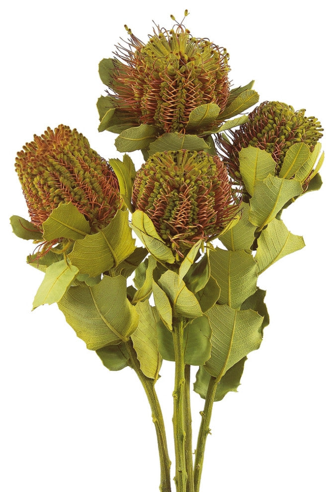Vickerman 14-16" Banksia Coccinea Basil, 4 Stem Bunch, Preserved
