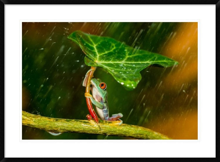 "Ohh Noo - Its Raining" Framed Digital Print by Kutub Uddin, 38"x28"
