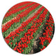 Rows Of Red Tulip Flowers, Floral Wall Round Metal Wall Art, 36"
