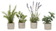 Basil, Rosemary, Lavender and Mint Sprays in Mini Cement Cylinder, 4-Piece Set