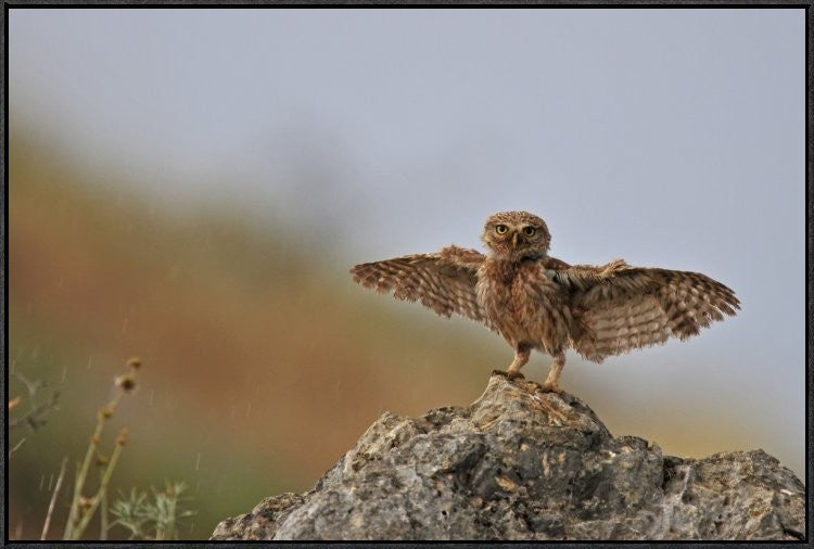 "I Can Fly!!!!!!" Framed Canvas Giclee by Muayad Amer, 37x25"