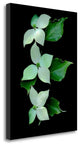 "Floral Color - 20" By Alan Blaustein, Giclee Print on Gallery Wrap Canvas