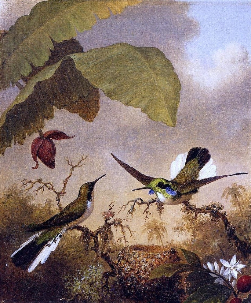 Martin Johnson Heade Black-Eared Fairy - 20" x 25" Premium Canvas Print