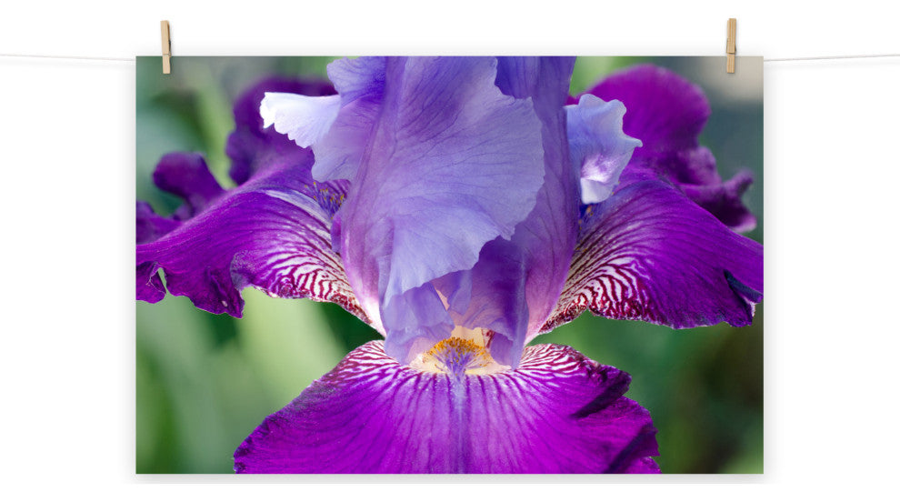 Glowing Iris Nature Photography, Floral Unframed Wall Art Print, 8" X 10"