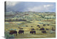 "American Bison Herd Grazing, Theodore Roosevelt Np, North Dakota" Artwork