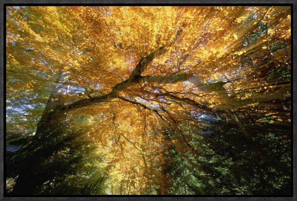 "Golden-colored autumn foliage, abstract"  by Konrad Wothe, 19x13"