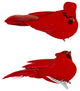 Cardinal, 3"