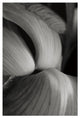 "Iris Abstract II" Digital Paper Print by Laura Marshall, 22"x32"