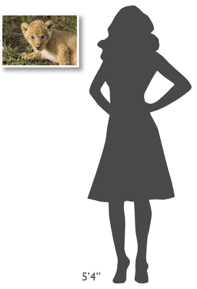 "African Lion 5 week old cub, vulnerable, Masai Mara Reserve" Paper Art, 20"x14"