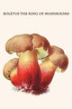 Boletus the King of Mushrooms - Gallery Wrapped Canvas Art 28" x 42"