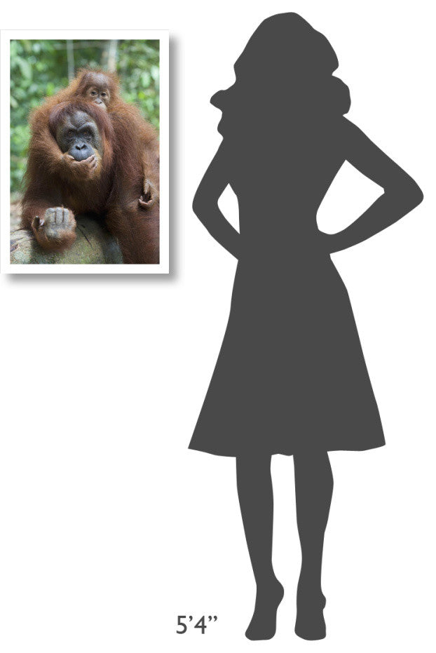 "Sumatran Orangutan mother and playful baby, north Sumatra" Paper Art, 18"x26"
