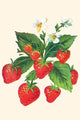 Strawberries and Flowers - Canvas Poster 20" x 30"