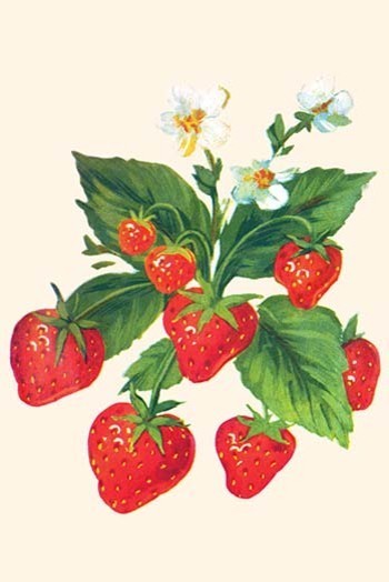 Strawberries and Flowers - Canvas Poster 20" x 30"