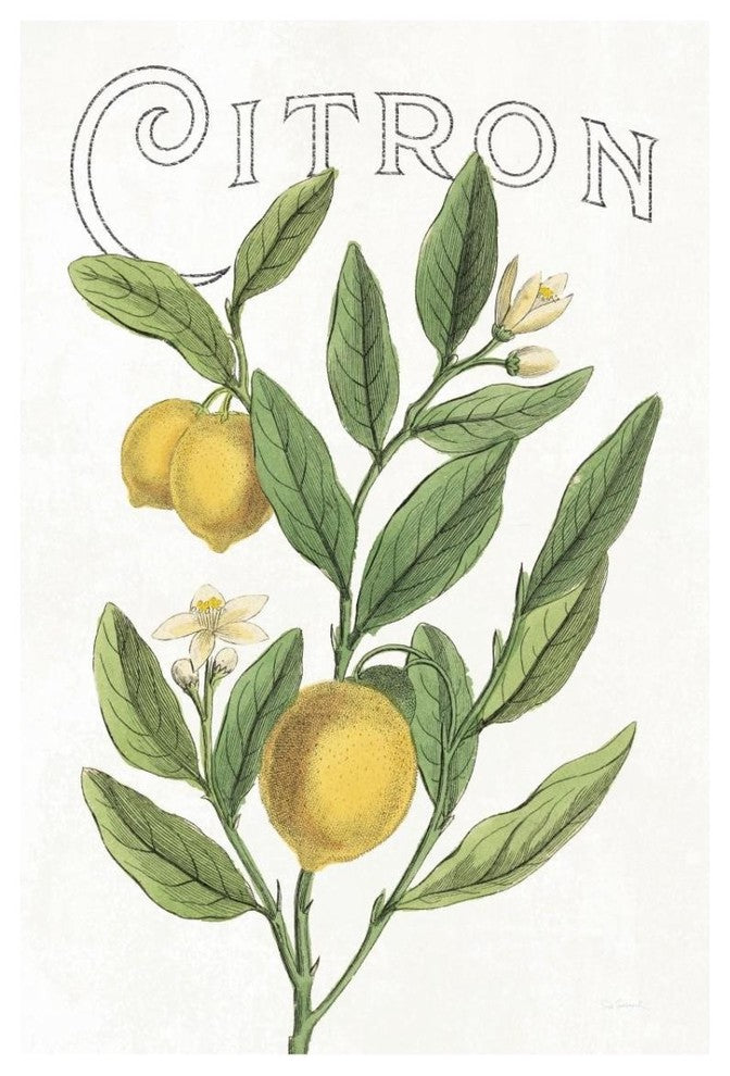 "Classic Citrus V v2" Digital Paper Print by Sue Schlabach, 22"x32"