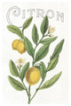 "Classic Citrus V v2" Digital Paper Print by Sue Schlabach, 22"x32"