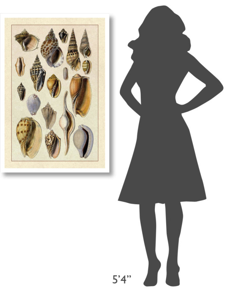 "Shells: Trachelipoda #6" Digital Paper Print by G.B. Sowerby, 26"x38"