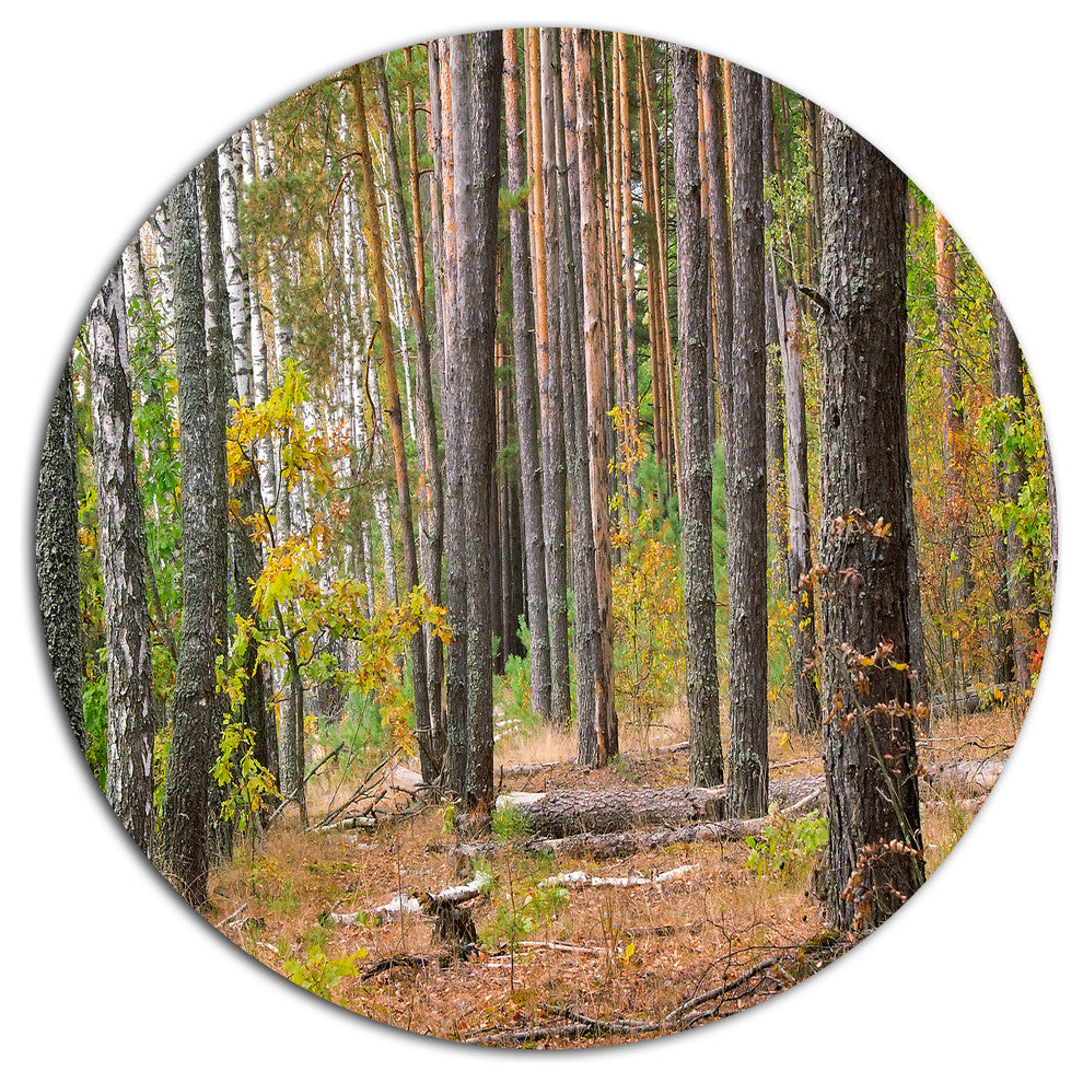 Green Fall Forest With Thick Woods, Forest Round Metal Wall Art, 11"
