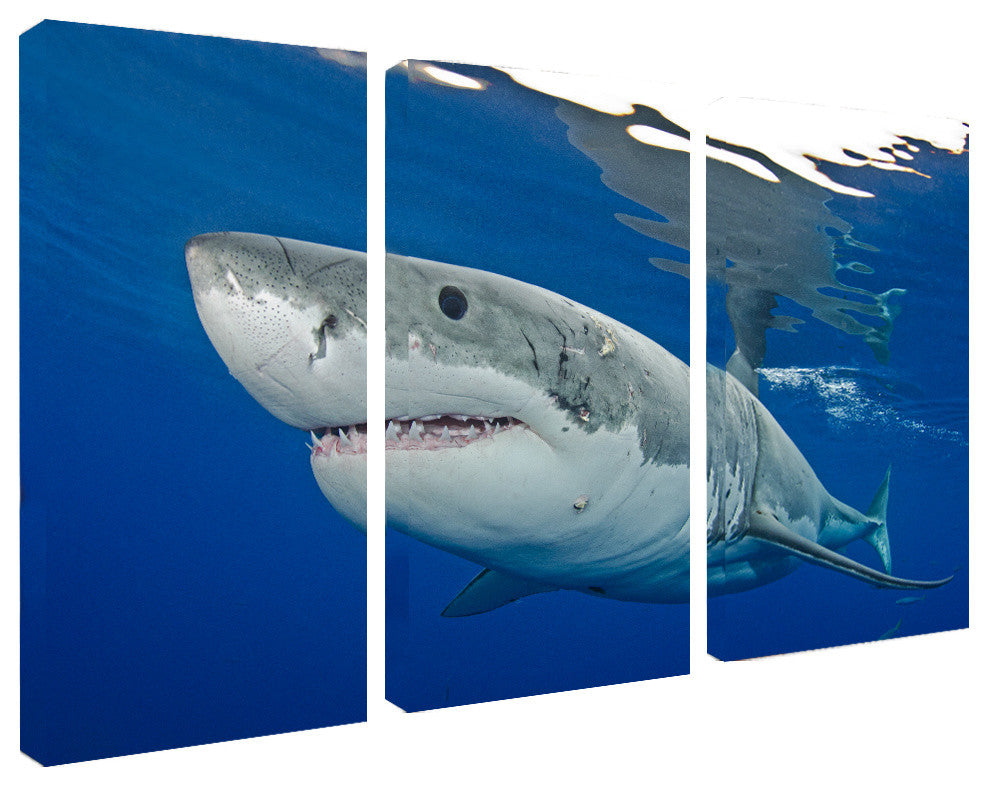 Ready2hangart Christopher Doherty Photography 'Shark' 3-PC Canvas Art Set