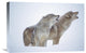 "Timber Wolves Close-Up Portrait Of Pair Howling In Snow, North America" Artwork