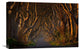 "The Dark Hedges In The Morning Sunshine" Canvas by Piotr Galus, 22x15"