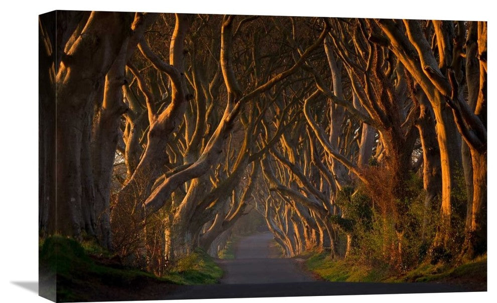 "The Dark Hedges In The Morning Sunshine" Canvas by Piotr Galus, 22x15"
