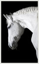 Ollie, Giclee Reproduction Artwork