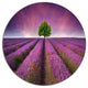 Lavender Field Sunset With Single Tree, Floral Disc Metal Artwork, 23"