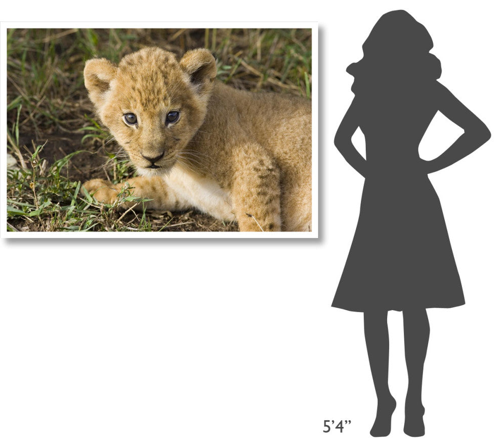 "African Lion 5 week old cub, vulnerable, Masai Mara Reserve" Paper Art, 50"x34"