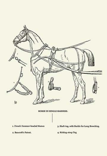 Single Harness Horse - Canvas Poster 20" x 30"